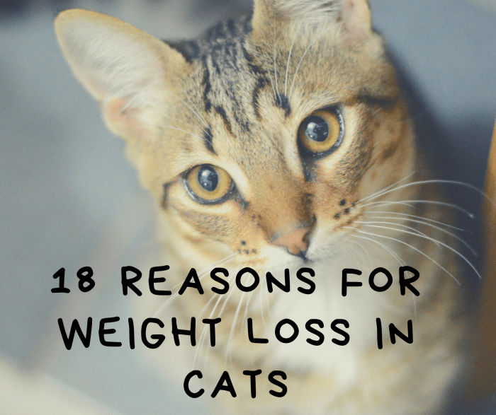 18 Reasons for Weight Loss in Cats - PetHelpful - By ...