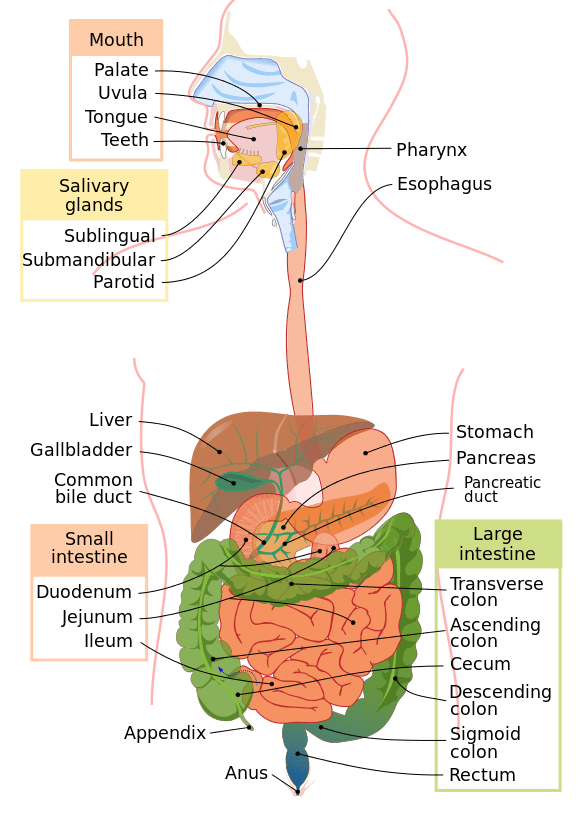 The gastrointestinal tract, also called the digestive tract, alimentary canal, or gut, is the system of organs within multicellular animals that takes in food, digests it to extract energy and nutrients, and expels the remaining waste.