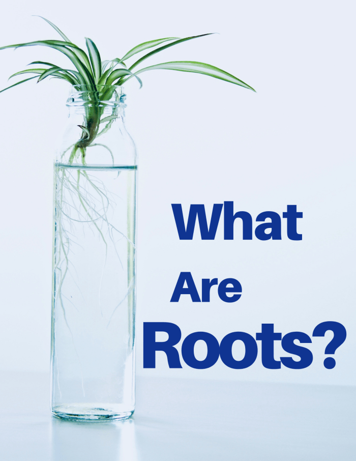 How Do Roots Work? Functions, Structure, and Human Uses Owlcation