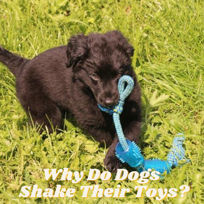 why-do-dogs-shake-their-toys