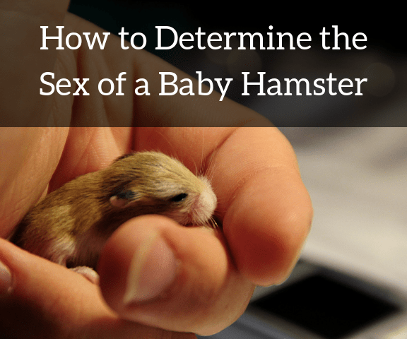Female and male baby hamsters are extremely difficult to tell apart. Here are some tips on how to do it.