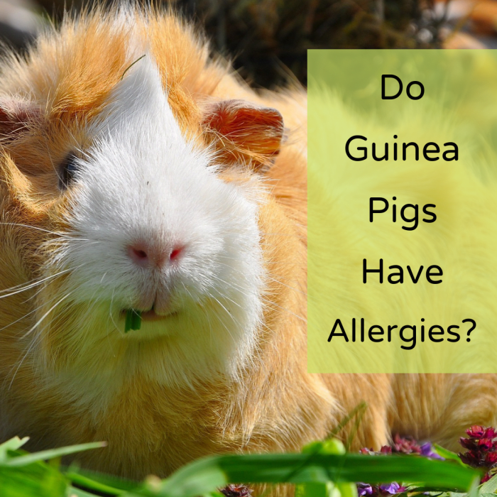 Make sure you know which foods your guinea pig should not eat and which substances it should not be exposed to.