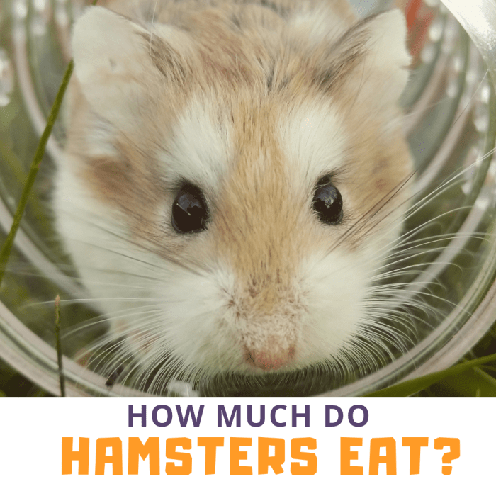 cât de mult mănâncă hamsterii?