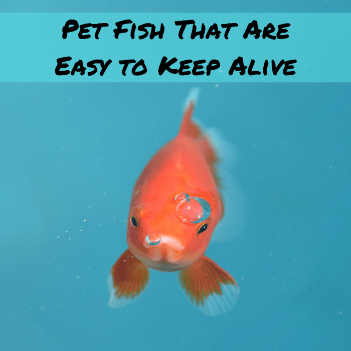 If you're looking for a hardy pet fish, consider a common goldfish, Betta, or Plecostomus. Learn more about fish care in this article.