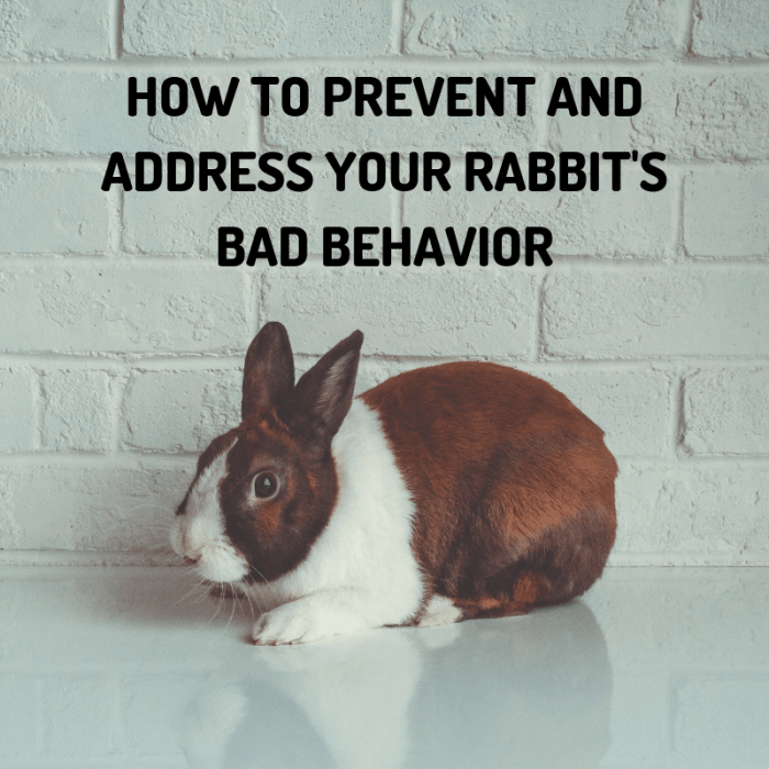 Bunnies and bad behavior go together like peanut butter and jelly. Here's what you can do to minimize their misbehavior.