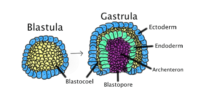 When the blastula folds inward, the gastrula is formed. Unlike the single-layered blastula, the gastrula contains three distinct layers.