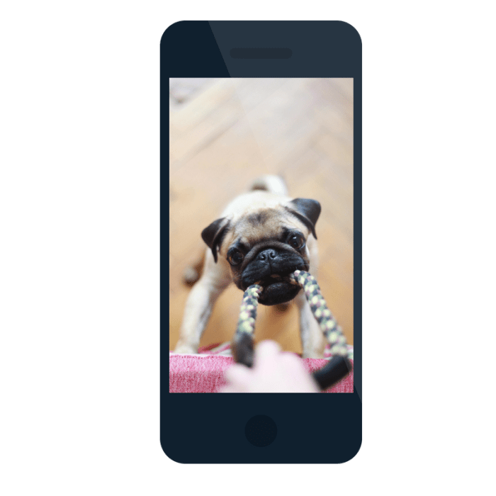 Showcase your passion for dogs by posting cute dog pictures all over your room, computer, laptop and phone.