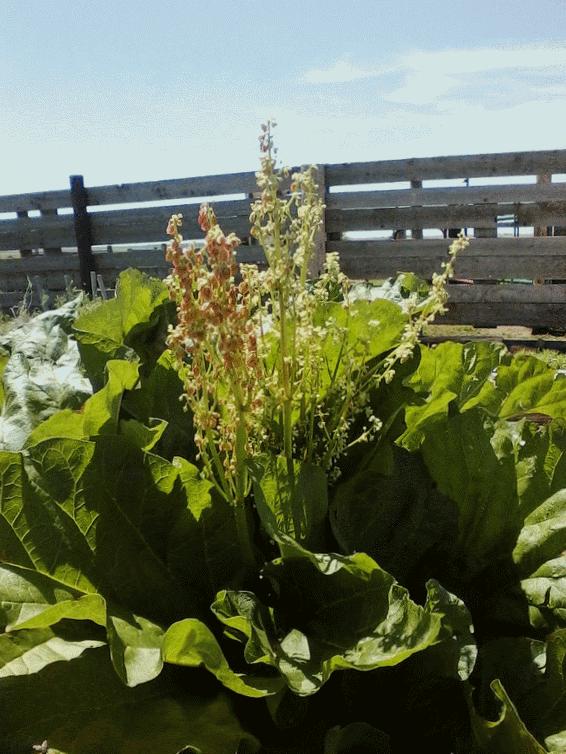 These are domestic stalks which seldom flower. A particularly lush year may cause plants to behave oddly.