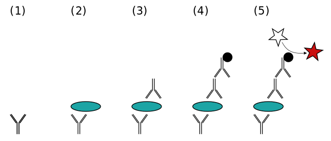 A sandwich ELISA. (1) Plate is coated with a capture antibody; (2) sample is added; (3) detecting antibody is added; (4) enzyme-linked secondary antibody is added; (5) substrate is added and conversion is done.