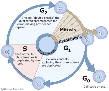 An overview of the somatic cell cycle. As can clearly be seen, mitosis occupies only a small percentage of this cycle