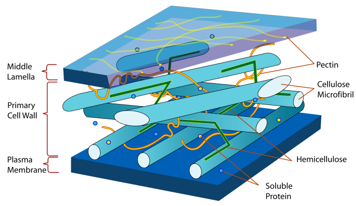 Cellulose is arguably the most abundant biomolecule on the planet - it is this chemical that makes up most of the plant cell wall