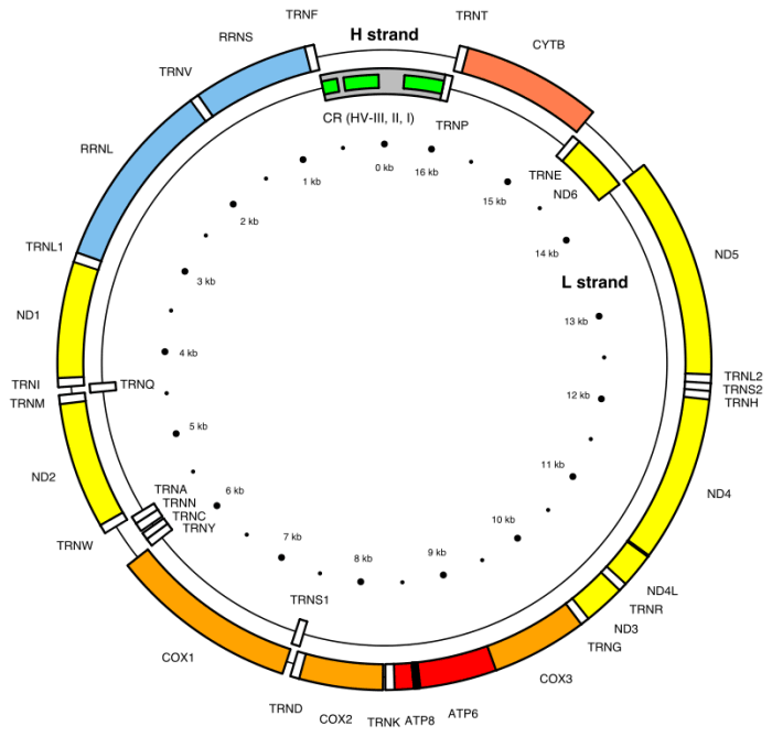 This is a map of all the genes in a mitochondrial DNA molecule. The genes are represented by capital letters.