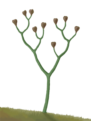 Cooksonia was among the vascular plants to ever evolve. In other words it was the first plant to send shoots upwards, making it a forerunner of most modern plants including trees.
