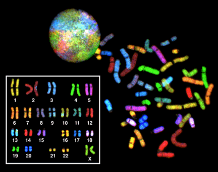 een menselijk karyotype beeld.