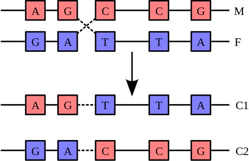Durante el cruce, se intercambian secciones análogas de ADN de cromosomas homólogos.
