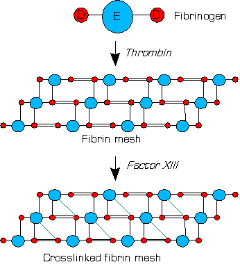 Stabilization of the fibrin network over a wound by Factor Xlll. Fibrin must be broken down once it's done its job.