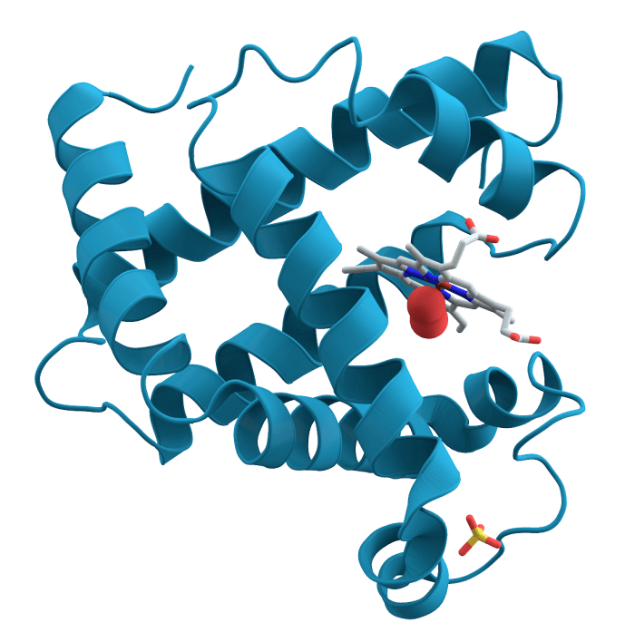 An illustration showing myoglobin (a muscle protein) and the complex, folded structure of a functional protein; the folds are held in place by chemical bonds
