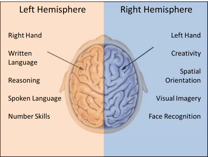 Hemispheres of the brain and the functions they support. Note the right hemisphere supports the left side of the body and the left hemisphere the right side of the body