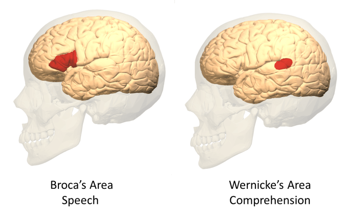 Lateral Views of Broca's and Wernicke's Areas