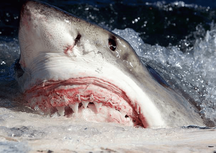 Este gran tiburón blanco puede verse enseñando sus afilados dientes mientras se da un festín con el cadáver de una ballena.