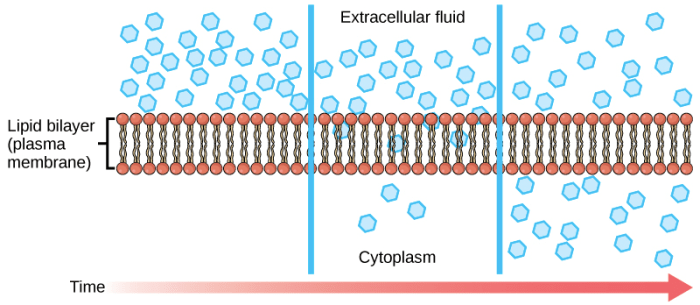 Diffusion across the cell membrane happens because of the concentration gradient between the intracellular and extracellular environments.