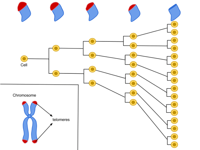 A human cell usually replicates only about 50-70 times. As the cell divides, telomeres on the end of the chromosomes shorten. The "Hayflick Limit" says that telomeres eventually disappear and the cell dies completely.