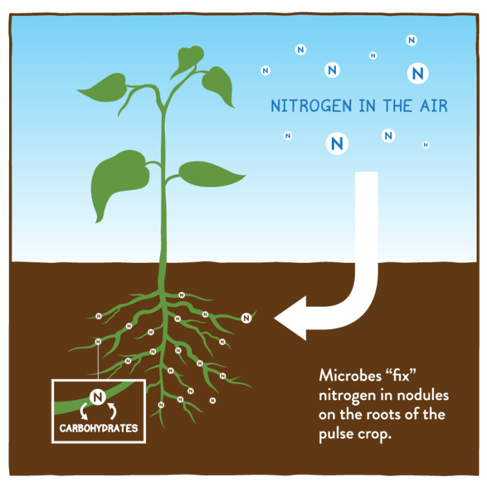 Some plants, like dandelions, in symbiosis with bacteria, capture nitrogen from the air and transform it into bio-available forms