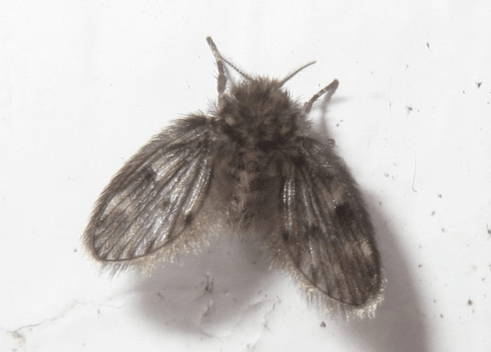 Moth flies are common bathroom and basement pests.