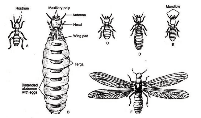 Termite or Ant? Here's How to Tell - Owlcation - Education