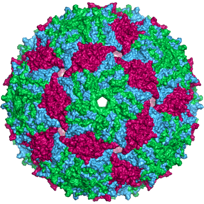 A representation of the capsid of an MS2 phage (which has no tail); the different colours represent different protein chains