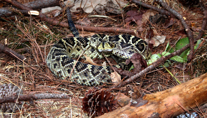 The eastern diamondback is the heaviest rattlesnake in the Americas, it can weigh as much as 26 pounds. This impressive, venomous snake can strike up to 2/3 of its body length.