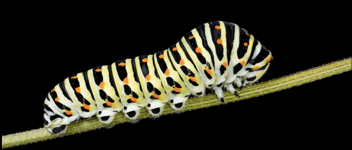 The caterpillar of the black swallowtail butterfly is sometimes called a "carrot worm."