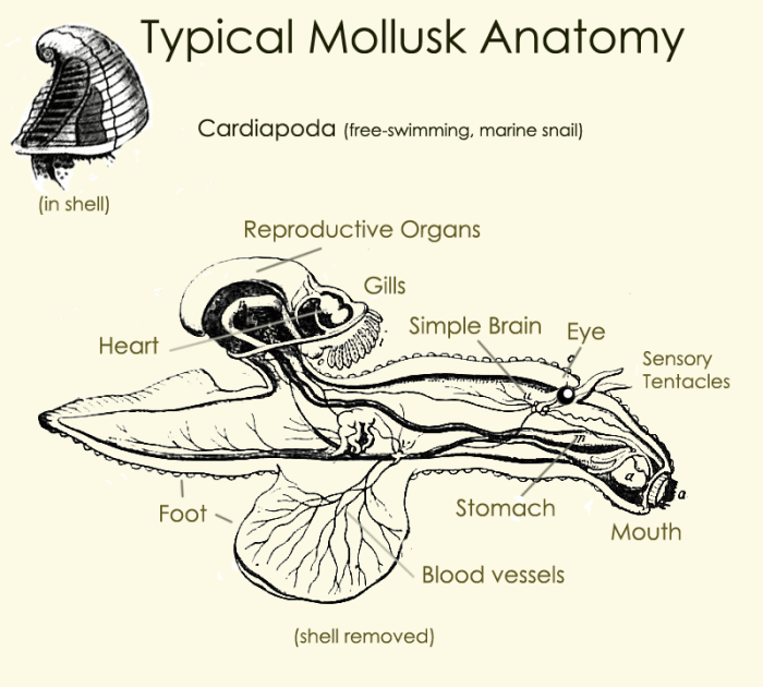 Typisch weekdier anatomie