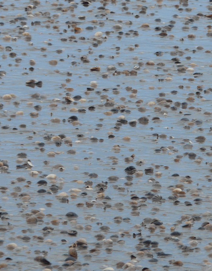 Veel bivalves zoals deze kokkels liever een zandstrand huizen waar ze zich kunnen ingraven.