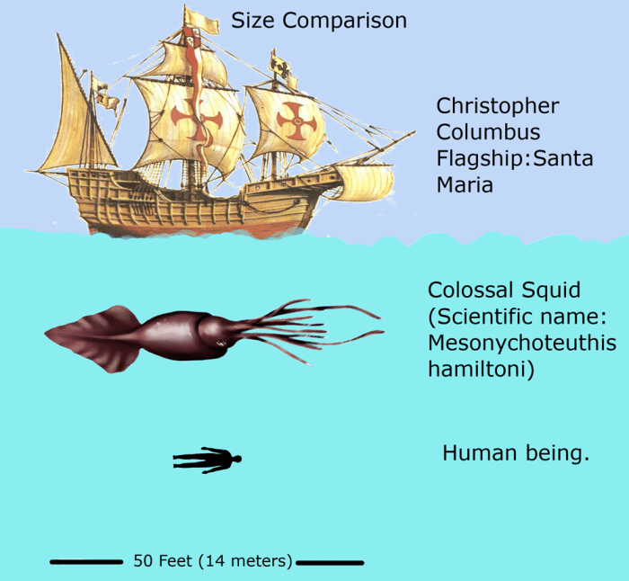 Giant Squid size comparison.