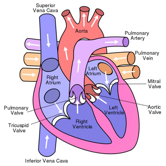 Blood flow in the heart (The right and left sides of the heart are identified from the owner's point of view.)