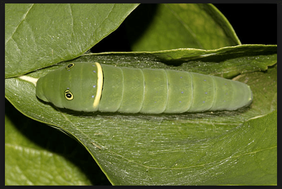 Green Caterpillar Identification Guide: 18 Common Types - Owlcation ...