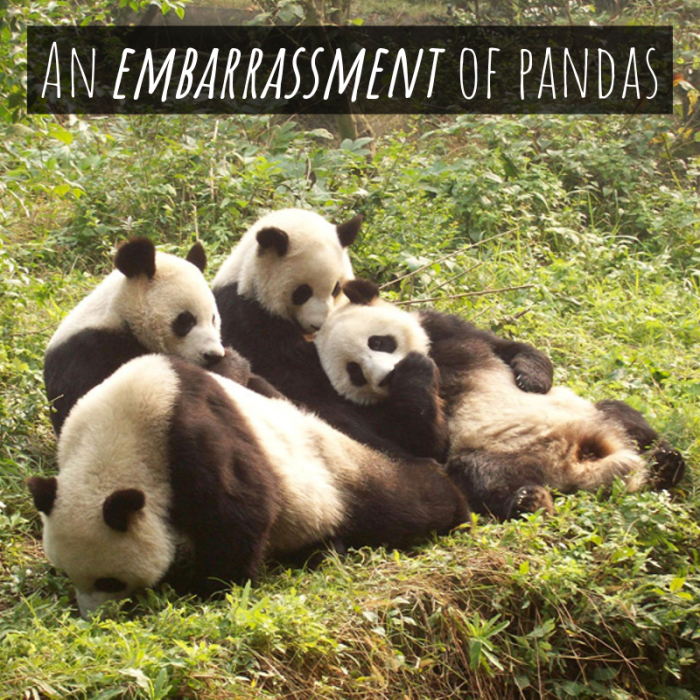 A Comprehensive List of Animal Group Names Owlcation Education