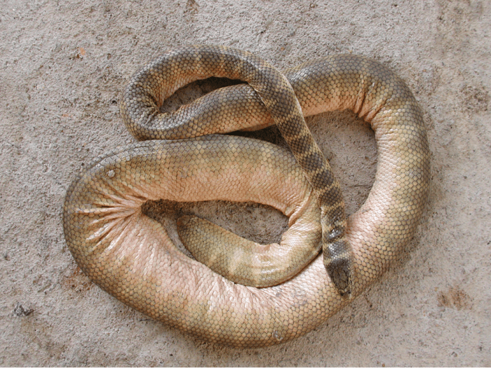 Belcher's zeeslang is aangespoeld's Sea Snake Washed Ashore