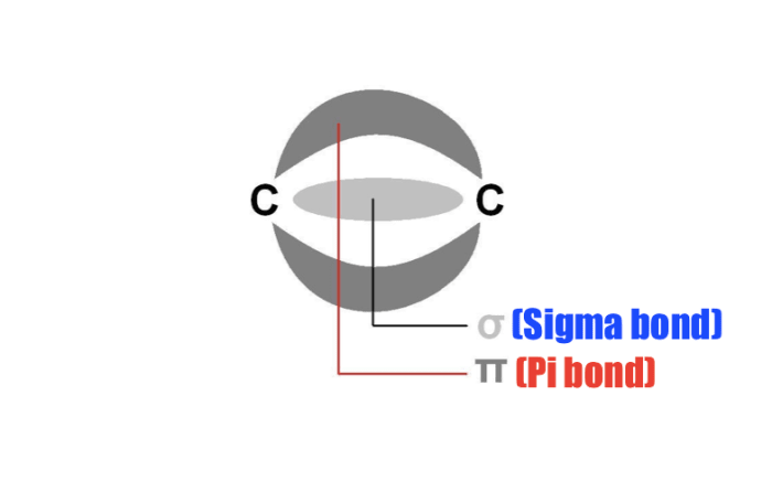 A carbon-carbon covalent double bonds consists of a sigma and pi bond. The pi bond is weaker in energy than the sigma bond and therefore can break more easily.