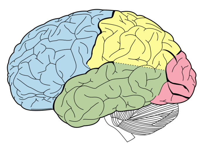 The five colored lobes are the cerebrum; the linear section below it is the cerebellum, and the little tube (attached and descending) is the brain stem.