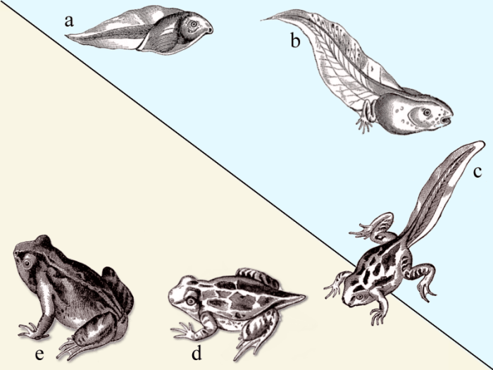 Growth is a key characteristic that defines a living thing. Seeds grow into plants, tadpoles into frogs, caterpillars into butterflies, babies into adults.