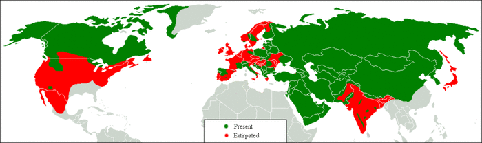 Grey wolf distribution map. The red areas are where wolves used to live, green is where they live at present.