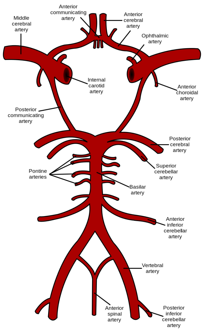 Most of the arteries in this illustration are present in a right and a left form. Only one of each pair is labelled. The circle of Willis is the roughly circular section at the top of the illustration.
