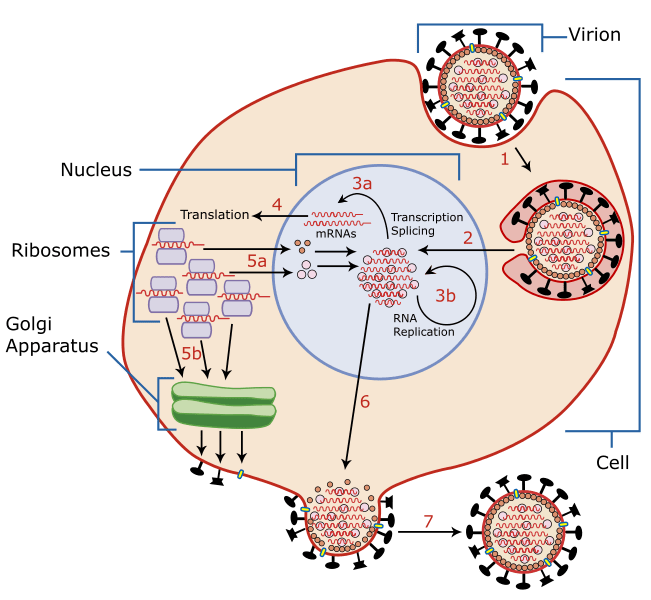 A virion is an individual virus. Its genetic material is either RNA or DNA. Both the dengue and the Zika virus contain RNA.