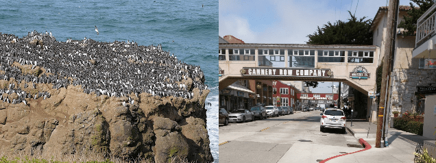 Looking for Alcids on some inaccessible Pacific crag - Not Easy. Looking for Alcids strolling down Monterey's Cannery Row - Easy!