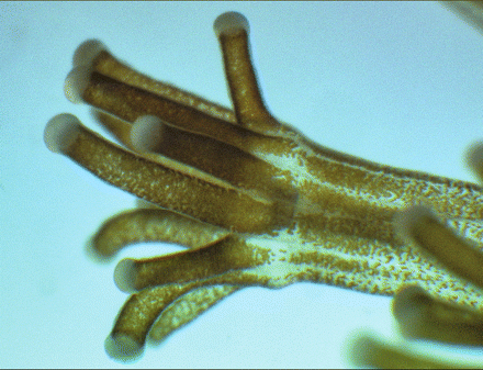 Coral polyps contain tiny algae called dinoflagellates which live and photosynthesize inside the tissue