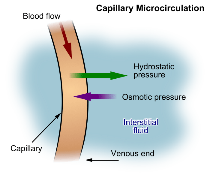Fluid movement out of and into a capillary
