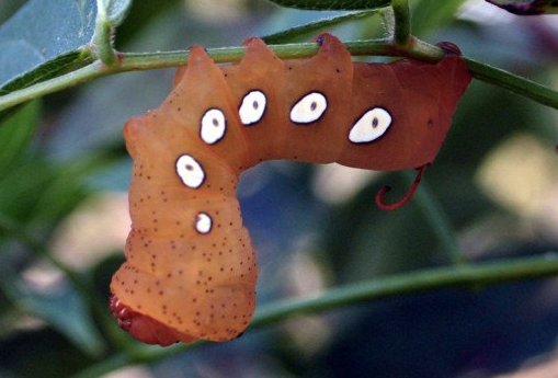 Garden Caterpillar Identification And Guide - Owlcation - Education