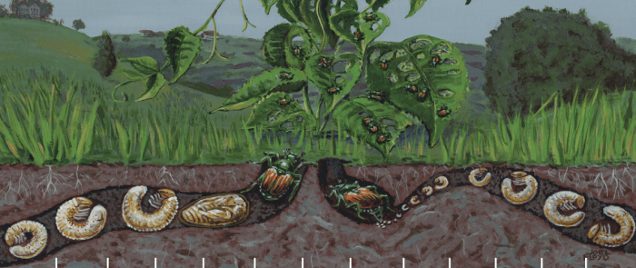 Graphic showing the underground larval and pupation stages of the Japanese beetle, Popillia japonica